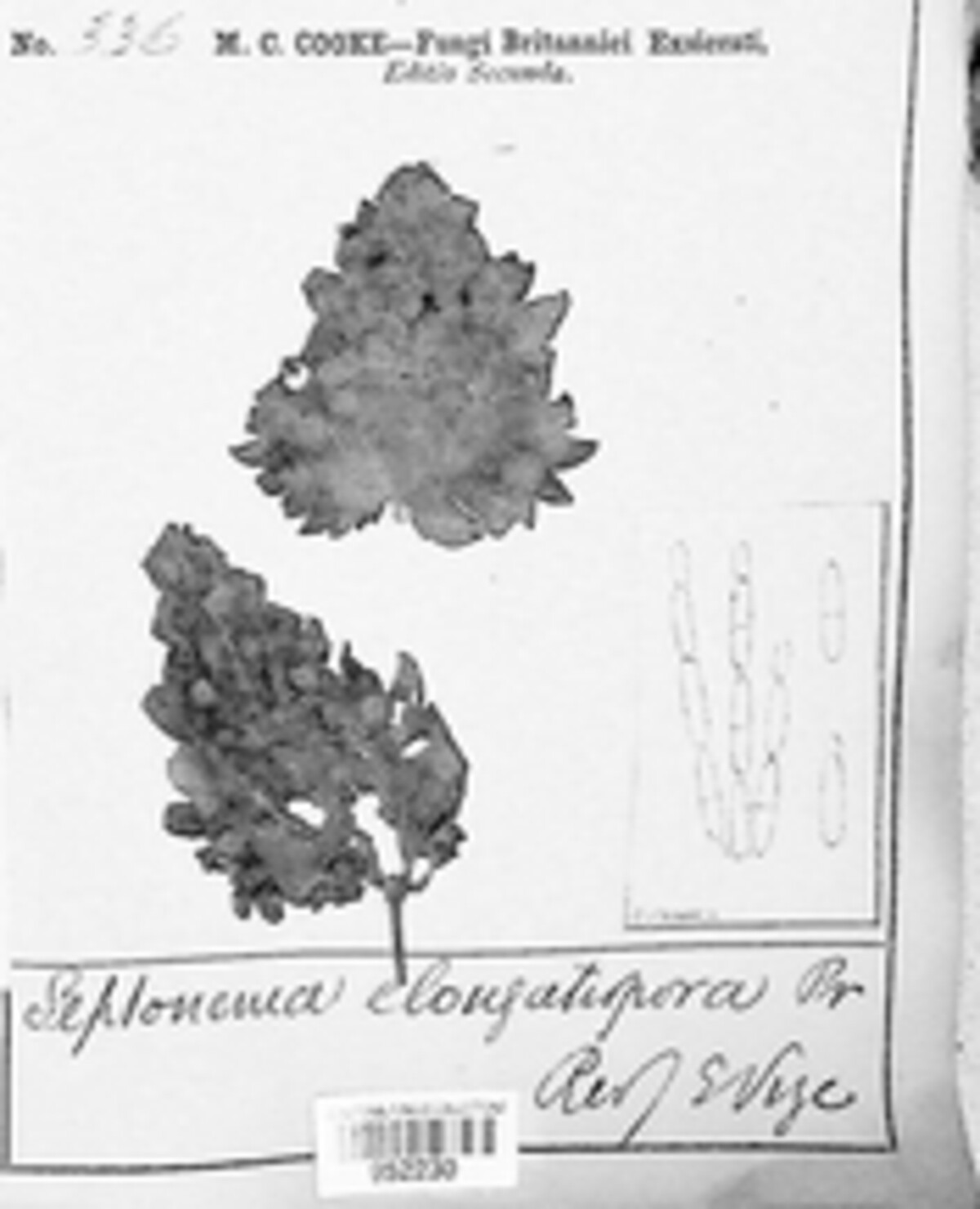 Septonema elongatispora image